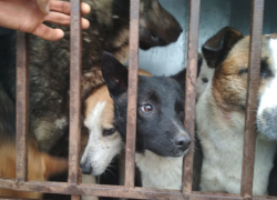В Волгодонске приступили к отлову бездомных собак