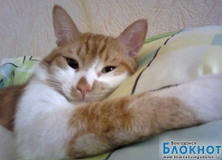 Лёва — пятнадцатый участник конкурса «Самый красивый кот Волгодонска»