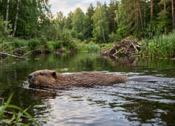 Идет охота на бобра и выдру: в области открыт промысел на зверя
