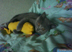 Николь — 43-я участница конкурса «Самый красивый кот Волгодонска»