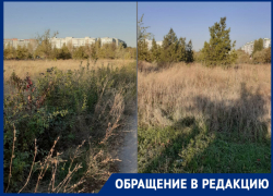 Состояние парка «Молодежный» вызывает массу возмущений у жителей Волгодонска 