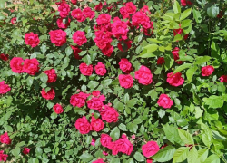 В среду волгодонское небо по-прежнему будет затянуто облаками