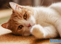 Кузя — восемнадцатый участник конкурса «Самый красивый кот Волгодонска»