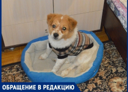 «Ротвейлер искусал нашего маленького пса»: волгодончанка рассказала о нападении на их собаку