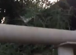 «Замечательный сосед»: у жителей частного сектора обнаружили полянку конопли