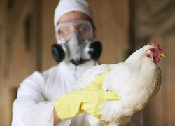 У двух мертвых кур и двух воробьев в Морозовском районе обнаружен птичий грипп