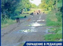 Свора из 20 бездомных собак терроризирует дачников в садоводстве «Мирный атом»