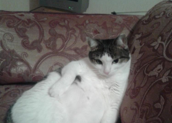 Маркиз — 45-й участник конкурса «Самый красивый кот Волгодонска»