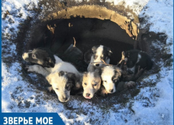 Шесть маленьких щенков прячутся от холода в яме в районе Химзавода в Волгодонске