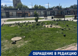 «Что за голубиное кладбище в центре?»: пенсионерка требует убрать трупы пернатых 