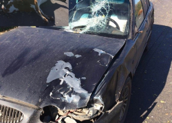 Водитель насмерть сбил корову на трассе Волгодонск-Дубовское 