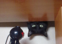 Плюшевая — двадцать восьмая участница конкурса «Самый красивый кот Волгодонска»