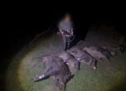 Земля была завалена тушами кабанов: продолжение истории страстного охотника на свиней в Семикаракорске 