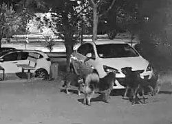 Стая собак в поисках кота оторвала решетку радиатора и разгромила машину в Волгодонске