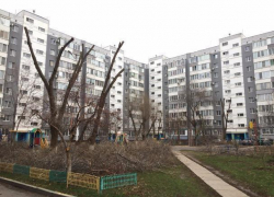 Был зеленый двор, а сделали двор после «Чернобыля», - волгодончанка об обрезке деревьев 