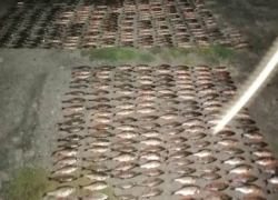 В Цимлянском районе рыба заразилась красными червями-паразитами 
