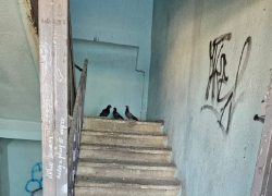 В ДCиГХ прокомментировали ситуацию с дохлыми голубями в МКД по Курчатова