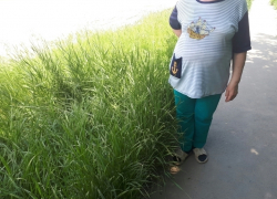 От магазина «Бэлла» до ВПАТП выросла трава 80 см, - волгодончанка