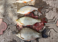 На Цимлянском водохранилище возобновился промышленный лов рыбы