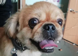 В Волгодонске началась бесплатная вакцинация кошек и собак от бешенства