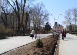 В Волгодонске из парка «Победы» украли дорогостоящие деревья, посаженные к юбилею Великой Победы