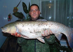 В Цимлянское водохранилище запустят сотни тысяч прожорливых рыб-камышеедов
