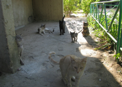 В Волгодонске неизвестные устроили массовое убийство кошек