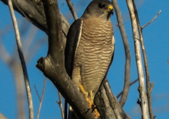На реке Сухой поселился редкий и миниатюрный ястребок тювик