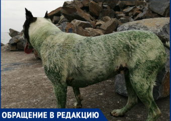 После купания в Цимлянском водохранилище собака стала зеленого цвета 