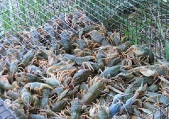 Браконьер со Ставрополья наловил под Волгодонском 170 килограммов раков