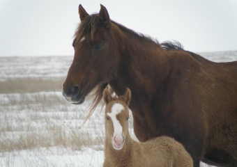 Календарь Волгодонска: под городом создан заповедник с дикими конями и кучугурами