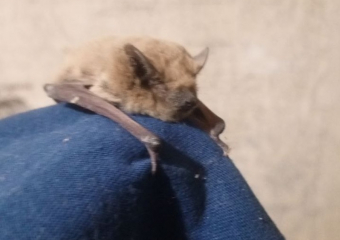 Пролезла к людям в щелку: замерзающую летучую мышку-малютку приютили жители хутора Рябичев