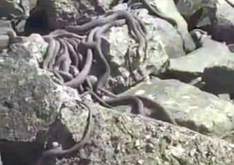 Тысячи змей выползли на берег судоходного канала в Волгодонске