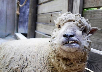 Женщина заработала более 100 тысяч рублей на продаже не принадлежащих ей животных 