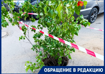 Открытый люк закрыт кустом: жители в шоке от «креативного» решения проблемы с канализацией 