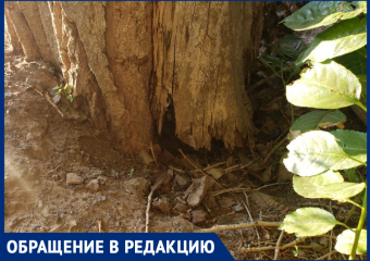 «Мы возмущены бездействием администрации»: жители Красного Яра боятся обрушения старого дерева