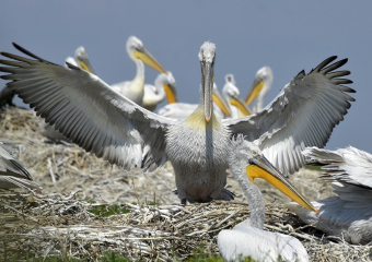 Заповедный остров для спасения редких пеликанов создадут в Орловском районе