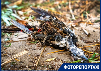 Трупы животных, мусор и ржавчина: как выглядит пляж Волгодонска за день до открытия 
