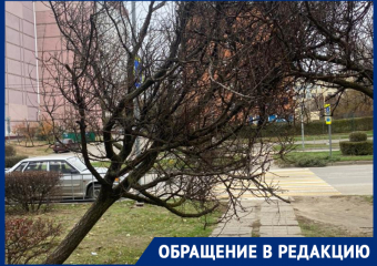 Деревья на Гагарина нависли над головами волгодонцев после циклона «Лидия»