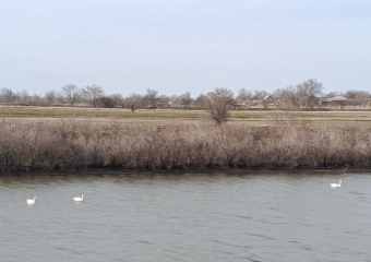 Рекордное количество лебедей прилетело выводить птенцов на реке Малая Куберле 