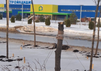 На проспекте Мира вандалы уничтожили кленовую аллею
