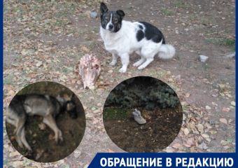 «Где-то труп собаки, а где-то кости животных»: читатель «Блокнота» показал состояние улицы Ленина