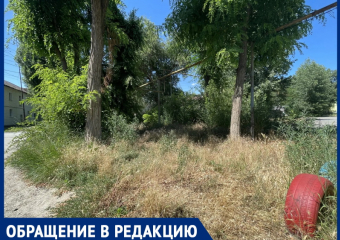 «Кусок неучтенной земли зарастает»: жильцы Кадолина, 11 несколько лет не могут покосить траву