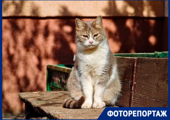 Мартовские коты, туманы, закаты и первые цветы: каким был март в Волгодонске этой весной