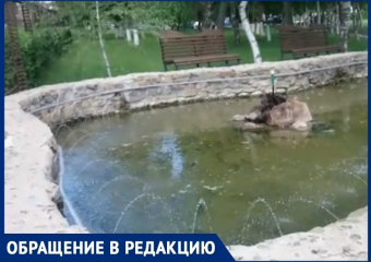 Фонтан с карпами на территории «Водоканала» запечатлел волгодонец