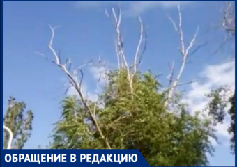 «Опасные сухие ветки свисают над новой скамейкой на БВП»: волгодонцы 