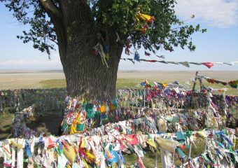 «Священный тополь» из Тибета рядом с трассой Зимовники – Элиста назвали Деревом года в Европе