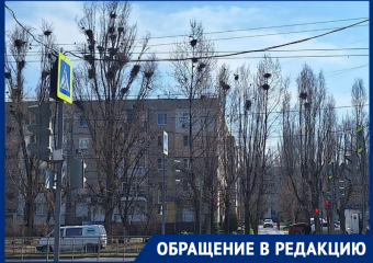 Сверху каркнули, снизу промолчали: пернатые и волгодонцы ищут пути взаимопонимания