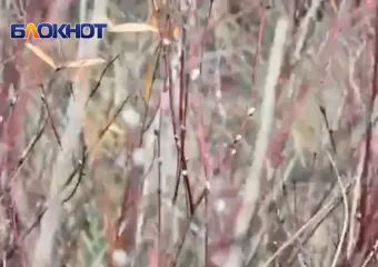 Природа чудит: в Волгодонске в ноябре набухли почки вербы 