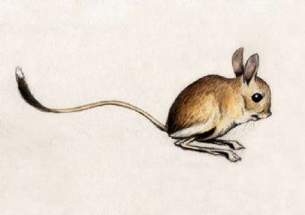 Колония милых земляных зайчиков сохранилась у станицы Красноярской 